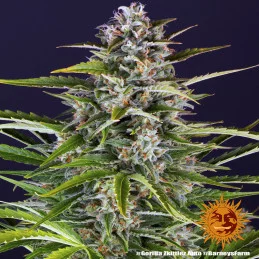 Gorilla Zkittlez Auto - Barney´s Farm - autoflowering