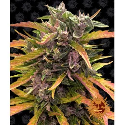 Gorilla Glue Auto - Barney´s Farm - autoflowering