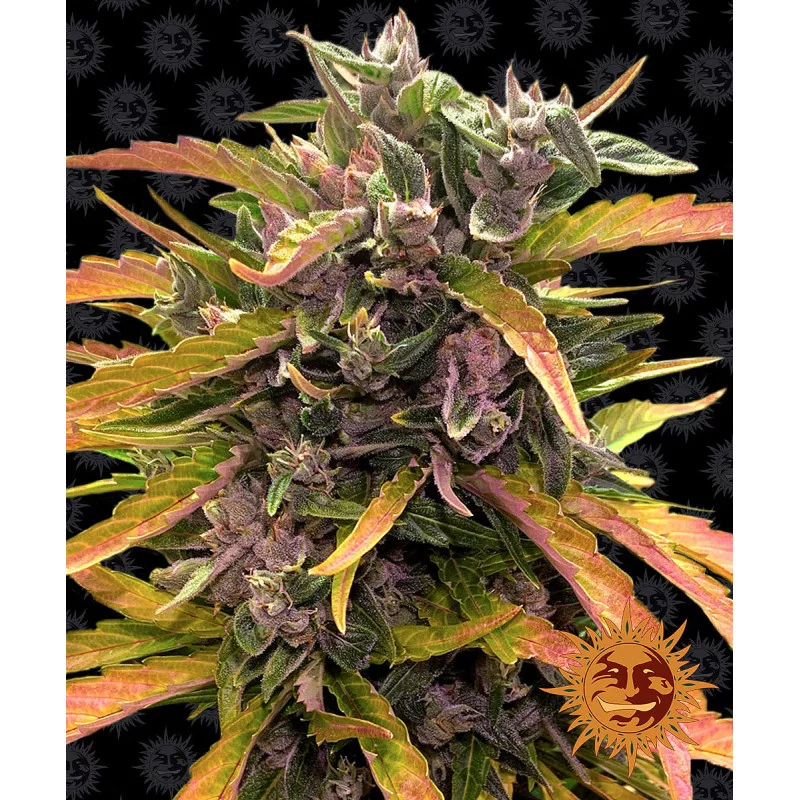 Gorilla Glue Auto - Barney´s Farm - autoflowering