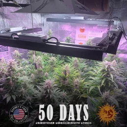 Gorilla Glue Auto - Barney´s Farm - autoflowering