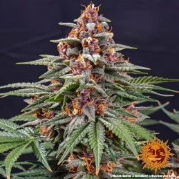 Runtz Auto™ - Barney´s Farm - autoflowering
