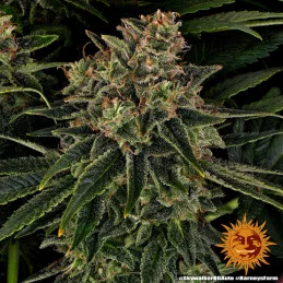 Skywalker OG Auto™ - Barney´s Farm - autoflowering