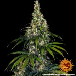 Amnesia Haze Auto - Barney´s Farm - autoflowering - seeds-bank.cz