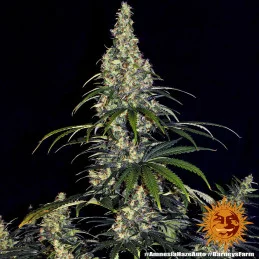 Amnesia Haze Auto - Barney´s Farm - autoflowering - seeds-bank.cz