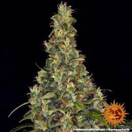 Amnesia Haze Auto - Barney´s Farm - autoflowering - seeds-bank.cz