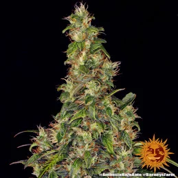 Amnesia Haze Auto - Barney´s Farm - autoflowering - seeds-bank.cz