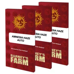 Amnesia Haze Auto - Barney´s Farm - autoflowering - seeds-bank.cz