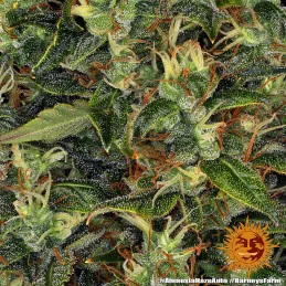 Amnesia Haze Auto - Barney´s Farm - autoflowering - seeds-bank.cz