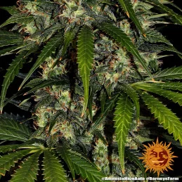 Amnesia Haze Auto - Barney´s Farm - autoflowering - seeds-bank.cz