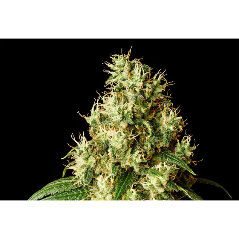 MIMOSA DREAM - Kannabia - WWW.SEEDS-BANK.CZ JIHLAVA