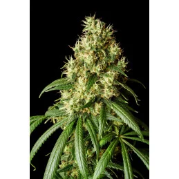 MIMOSA DREAM - Kannabia - WWW.SEEDS-BANK.CZ JIHLAVA