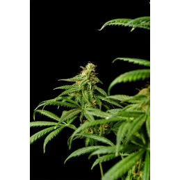 MIMOSA DREAM - Kannabia - WWW.SEEDS-BANK.CZ JIHLAVA