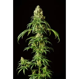 MIMOSA DREAM - Kannabia - WWW.SEEDS-BANK.CZ JIHLAVA
