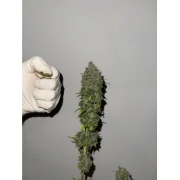 MIMOSA DREAM - Kannabia - WWW.SEEDS-BANK.CZ JIHLAVA