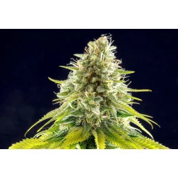 MATARO BLUE - Kannabia - WWW.SEEDS-BANK.CZ JIHLAVA
