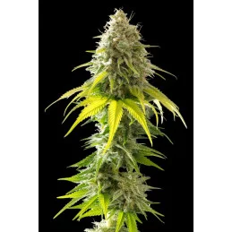MATARO BLUE - Kannabia - WWW.SEEDS-BANK.CZ JIHLAVA