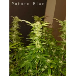 MATARO BLUE - Kannabia - WWW.SEEDS-BANK.CZ JIHLAVA