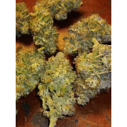 MATARO BLUE - Kannabia - WWW.SEEDS-BANK.CZ JIHLAVA