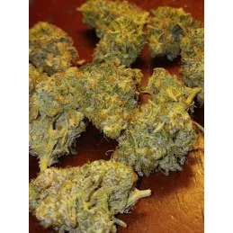 MATARO BLUE - Kannabia - WWW.SEEDS-BANK.CZ JIHLAVA