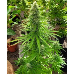 MATARO BLUE - Kannabia - WWW.SEEDS-BANK.CZ JIHLAVA