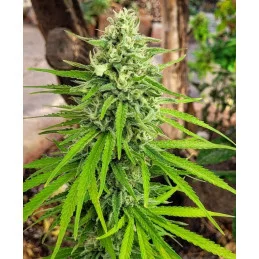 MATARO BLUE - Kannabia - WWW.SEEDS-BANK.CZ JIHLAVA