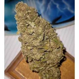 MATARO BLUE - Kannabia - WWW.SEEDS-BANK.CZ JIHLAVA