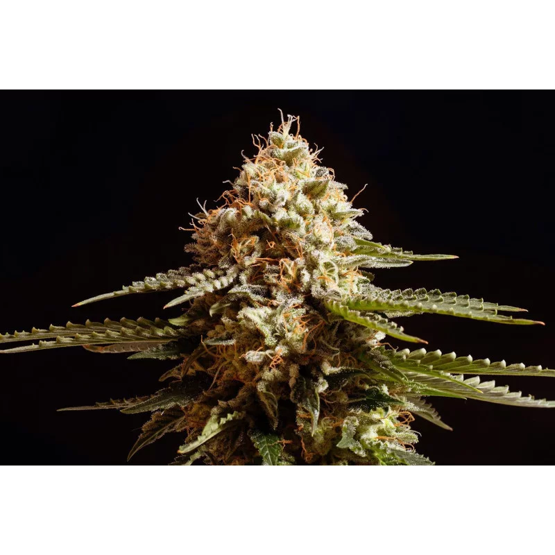 LA BLANCA - Kannabia - WWW.SEEDS-BANK.CZ JIHLAVA