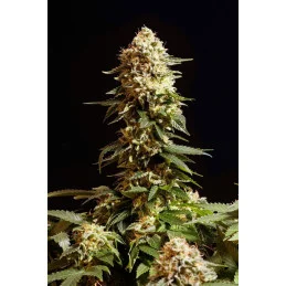 LA BLANCA - Kannabia - WWW.SEEDS-BANK.CZ JIHLAVA