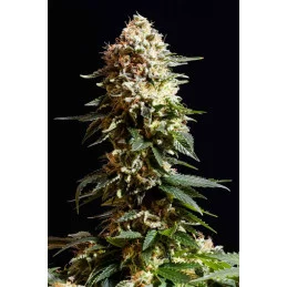 LA BLANCA - Kannabia - WWW.SEEDS-BANK.CZ JIHLAVA