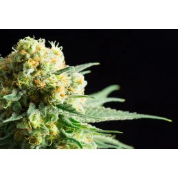 KRITIKAL-K - Kannabia - WWW.SEEDS-BANK.CZ JIHLAVA