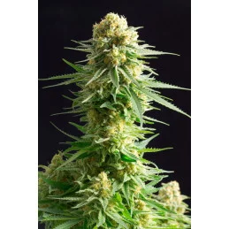 KRITIKAL-K - Kannabia - WWW.SEEDS-BANK.CZ JIHLAVA