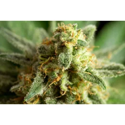 KRITIKAL-K - Kannabia - WWW.SEEDS-BANK.CZ JIHLAVA