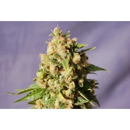 KISS - Kannabia - WWW.SEEDS-BANK.CZ JIHLAVA