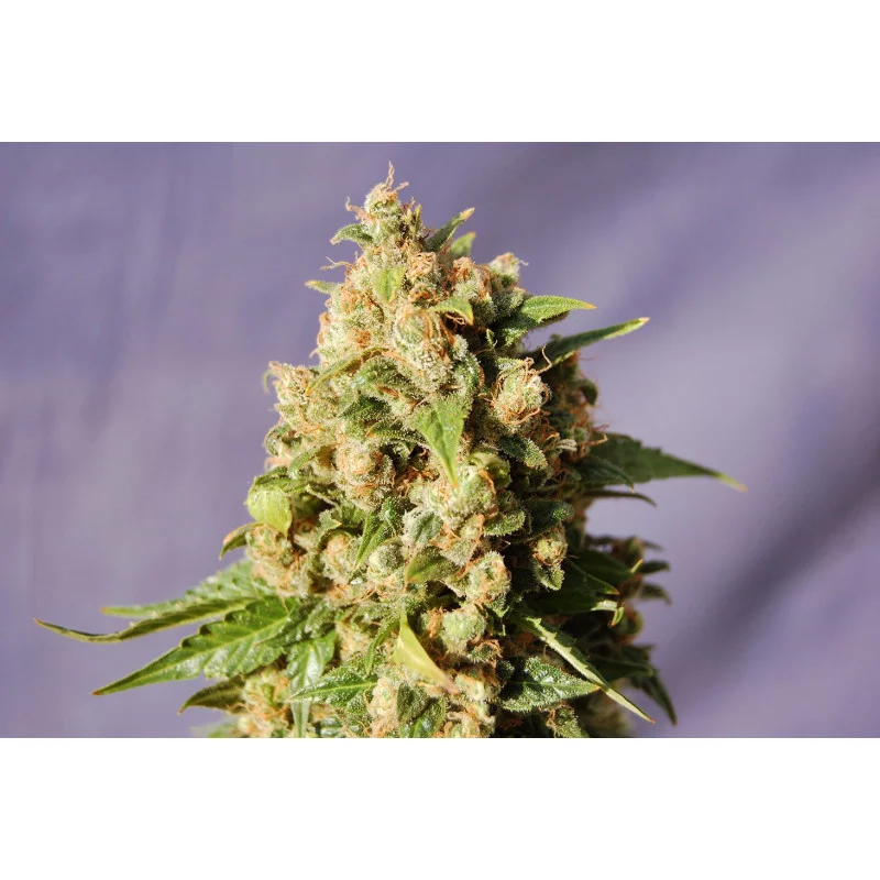 KISS - Kannabia - WWW.SEEDS-BANK.CZ JIHLAVA