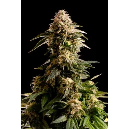 KISS - Kannabia - WWW.SEEDS-BANK.CZ JIHLAVA