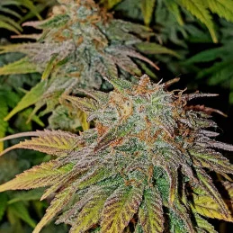 KISS - Kannabia - WWW.SEEDS-BANK.CZ JIHLAVA