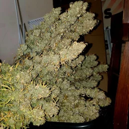 KISS - Kannabia - WWW.SEEDS-BANK.CZ JIHLAVA