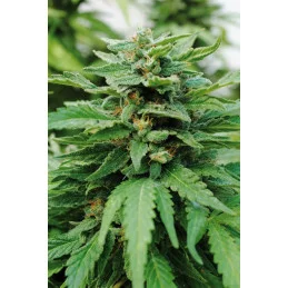 KARIBBEAN MANGO - Kannabia - WWW.SEEDS-BANK.CZ JIHLAVA
