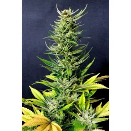 KARIBBEAN MANGO - Kannabia - WWW.SEEDS-BANK.CZ JIHLAVA