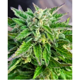 KARIBBEAN MANGO - Kannabia - WWW.SEEDS-BANK.CZ JIHLAVA