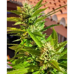 KARIBBEAN MANGO - Kannabia - WWW.SEEDS-BANK.CZ JIHLAVA