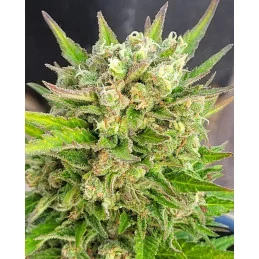 KARIBBEAN MANGO - Kannabia - WWW.SEEDS-BANK.CZ JIHLAVA