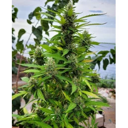 KARIBBEAN MANGO - Kannabia - WWW.SEEDS-BANK.CZ JIHLAVA