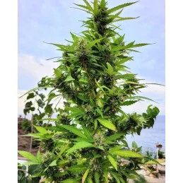 KARIBBEAN MANGO - Kannabia - WWW.SEEDS-BANK.CZ JIHLAVA