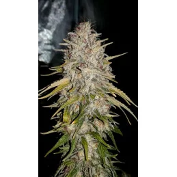 KARIBBEAN MANGO - Kannabia - WWW.SEEDS-BANK.CZ JIHLAVA