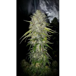 KARIBBEAN MANGO - Kannabia - WWW.SEEDS-BANK.CZ JIHLAVA