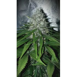 KARIBBEAN MANGO - Kannabia - WWW.SEEDS-BANK.CZ JIHLAVA