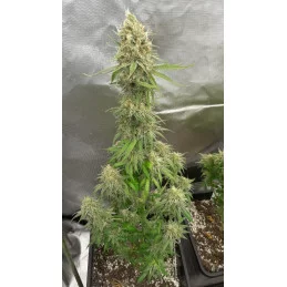 KARIBBEAN MANGO - Kannabia - WWW.SEEDS-BANK.CZ JIHLAVA