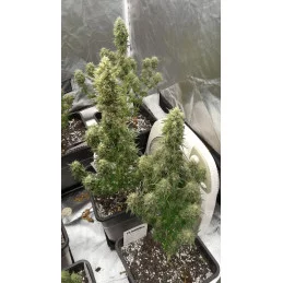 KARIBBEAN MANGO - Kannabia - WWW.SEEDS-BANK.CZ JIHLAVA