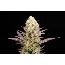 KABOOM - Kannabia - WWW.SEEDS-BANK.CZ JIHLAVA